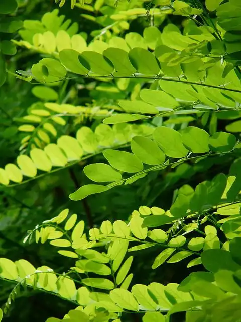 acacia-tree image