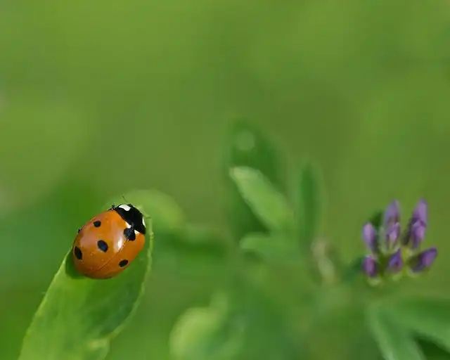 alfalfa image