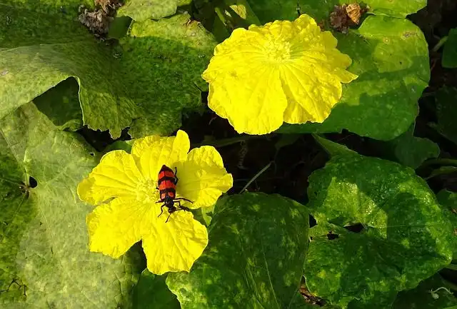 blister-beetle image