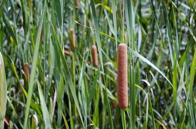 cattail image