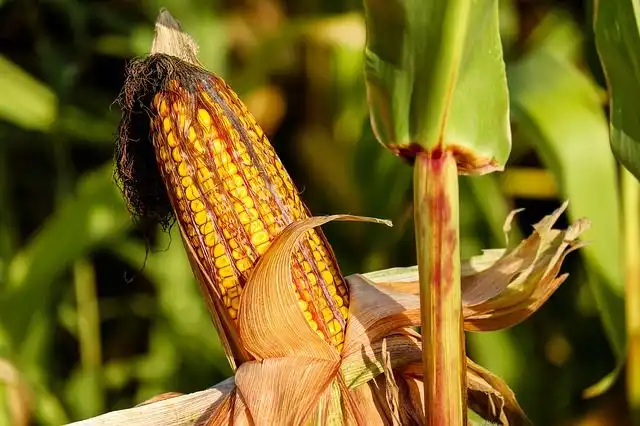 corn-and-corn-field image