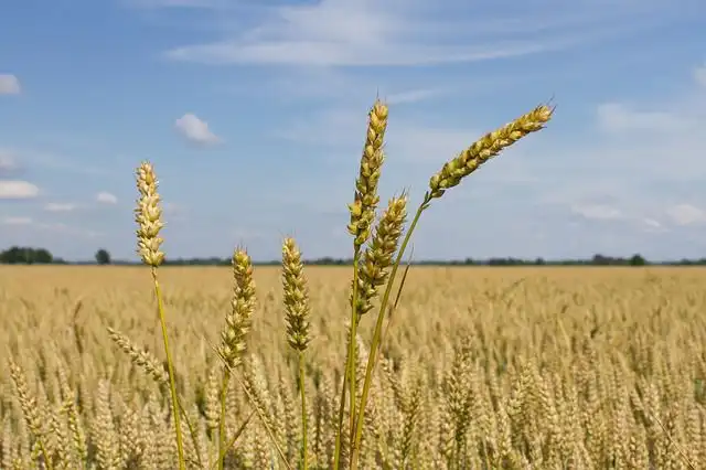 corn-bread image