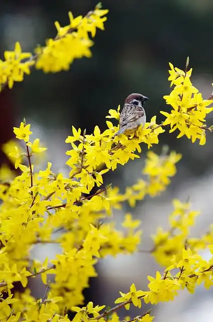 forsythia image