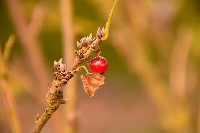 gleaning image