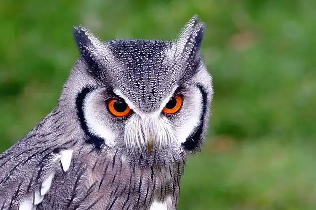 hoot-of-owl image