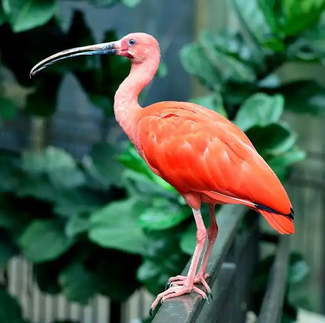 ibis image