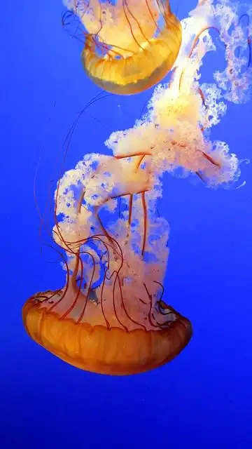 jellyfish image