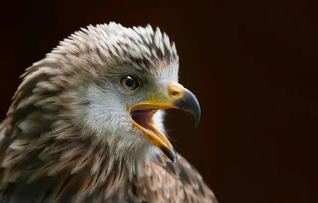 kite-or-eagle image