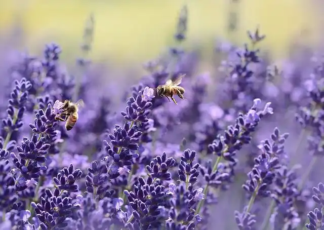 lavender image