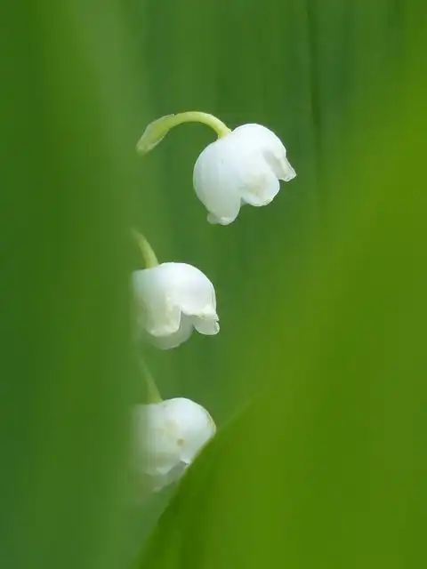 lily-of-the-valley image