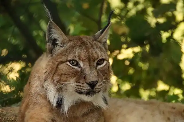 lynx image