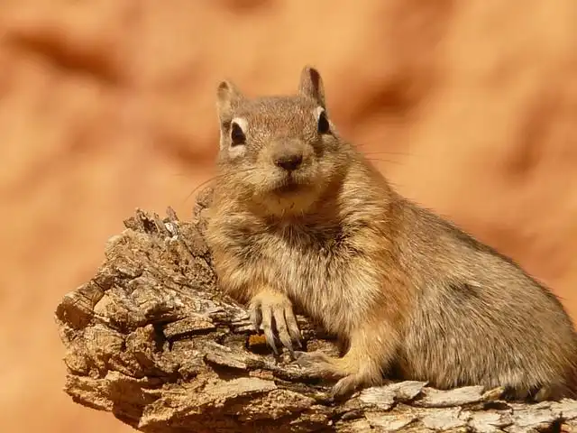 mantle image