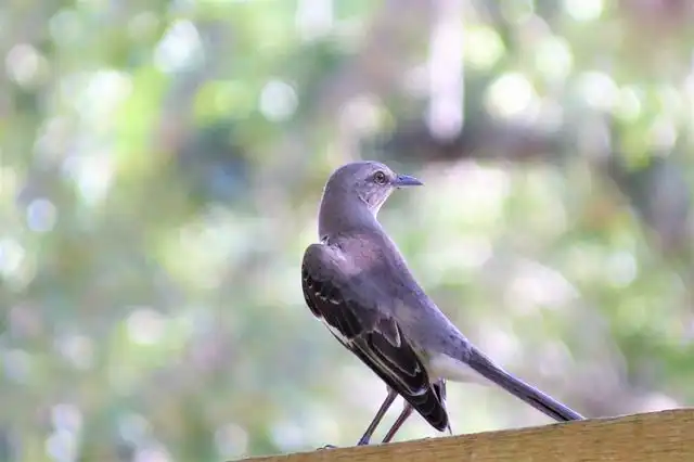 mocking-bird image