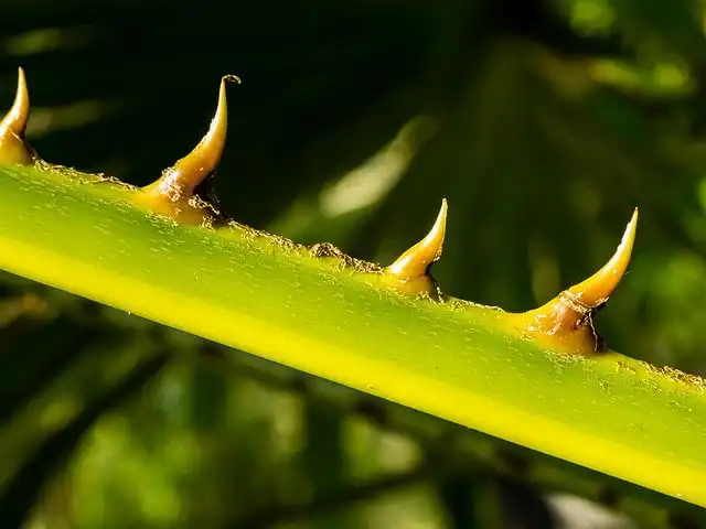 palm-branch image