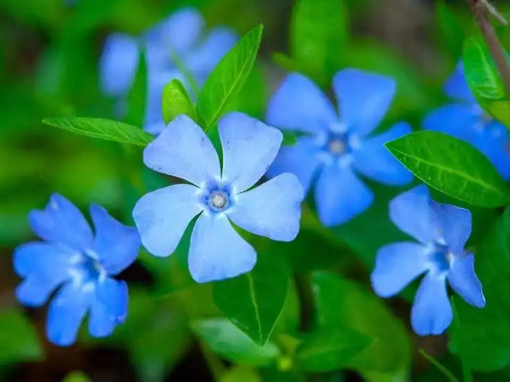 periwinkle image