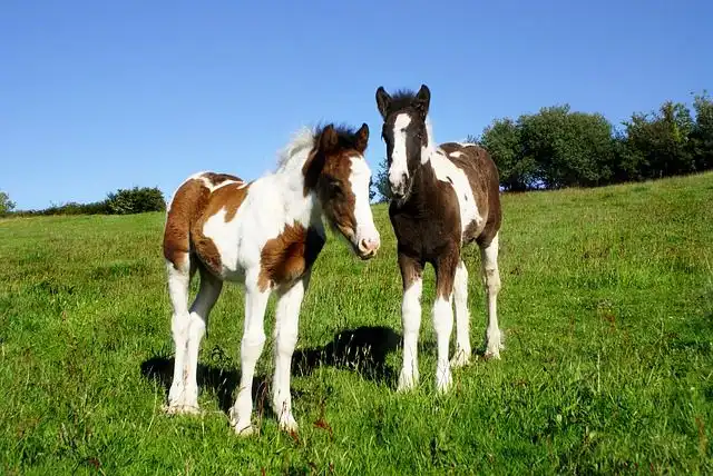 piebald image