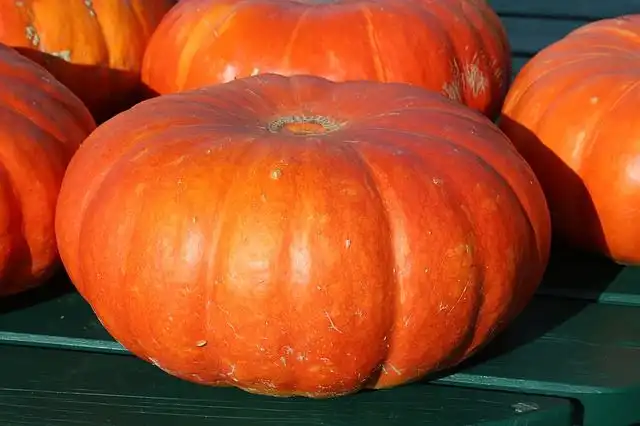 pumpkin image