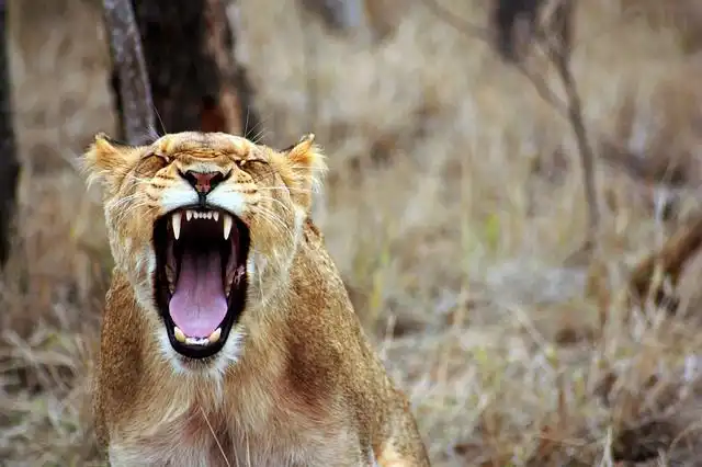 roaring image