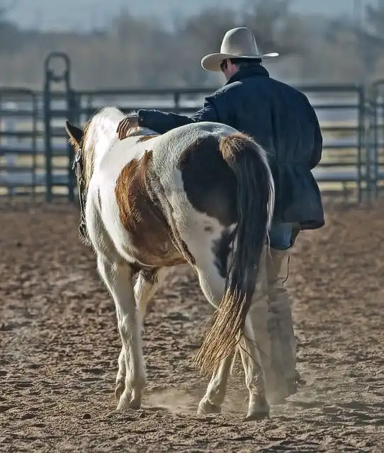 rodeo image