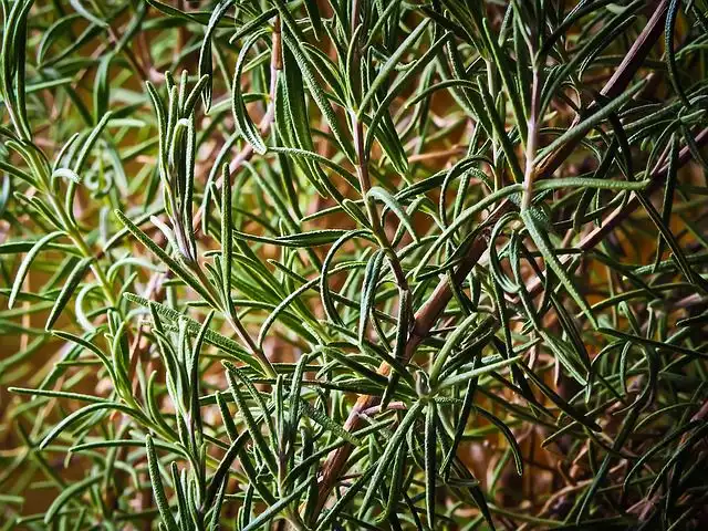 rosemary image