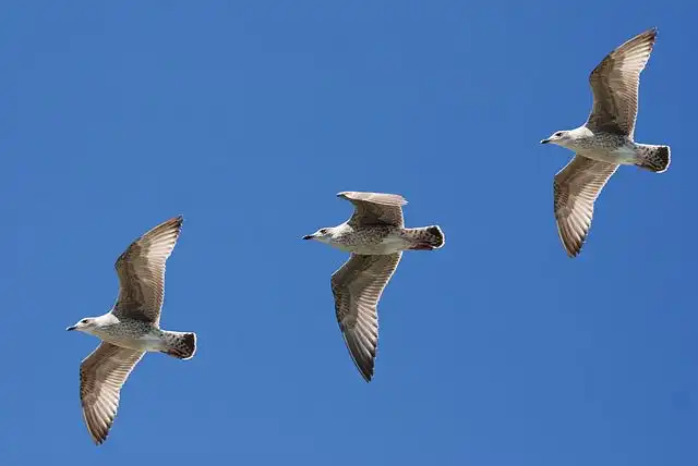 seagull image