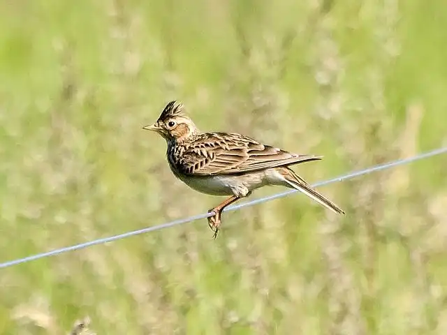 skylark image