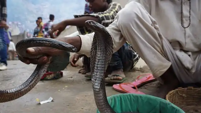 snake-bite image