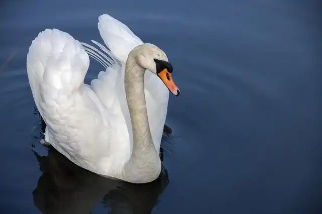 swan image