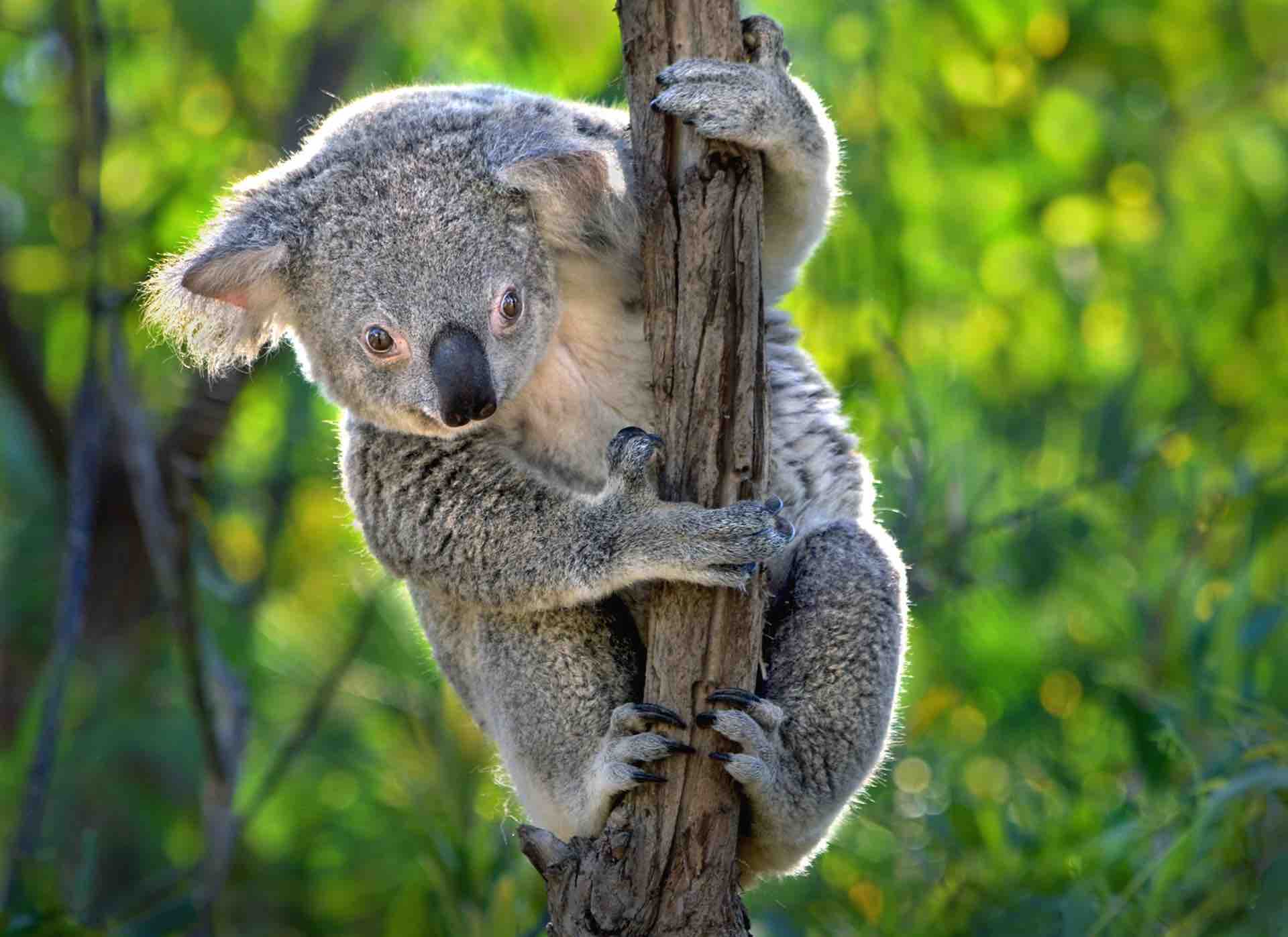 koala image