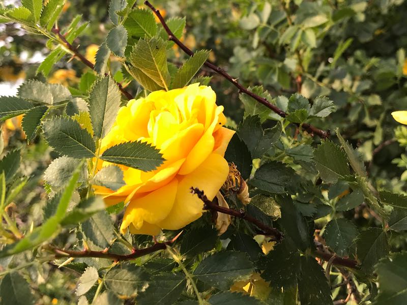 yellow-rose image