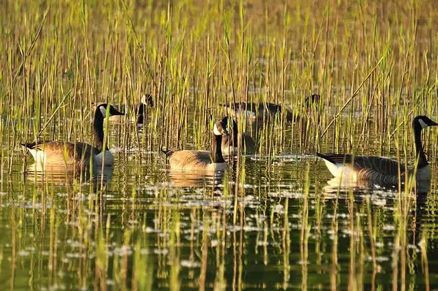 bustard image