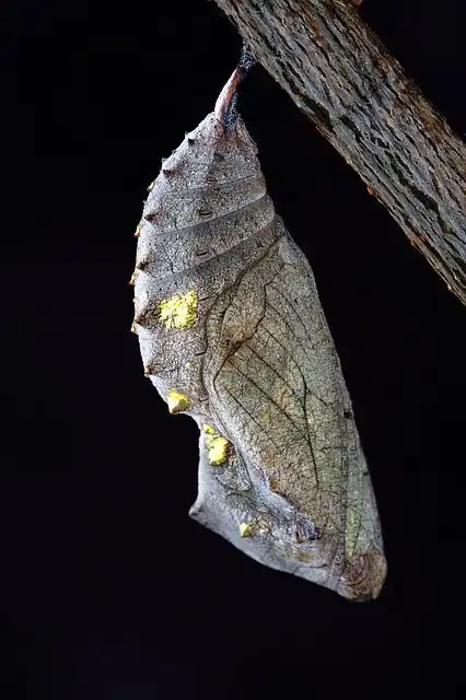 chrysalis image