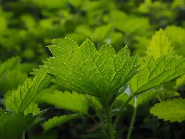 herbal-medicine image