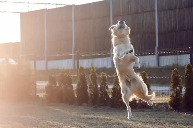 long-jump image