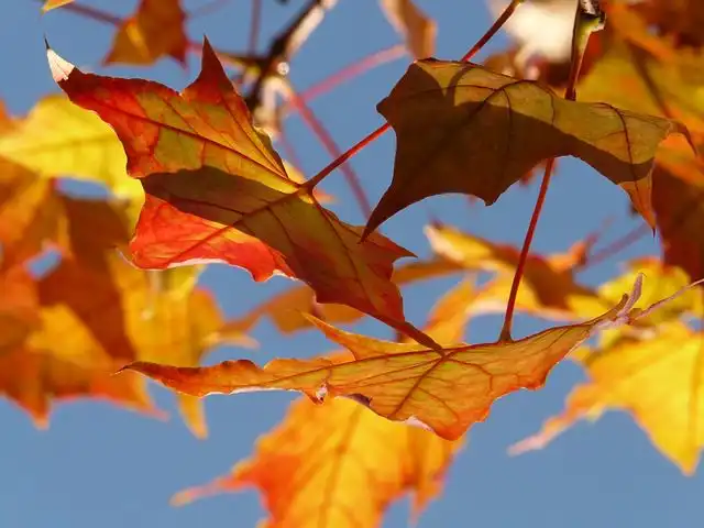 maple-tree image