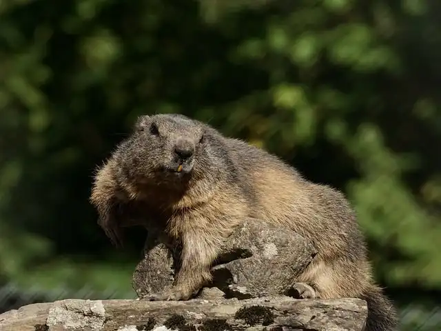 marmot image