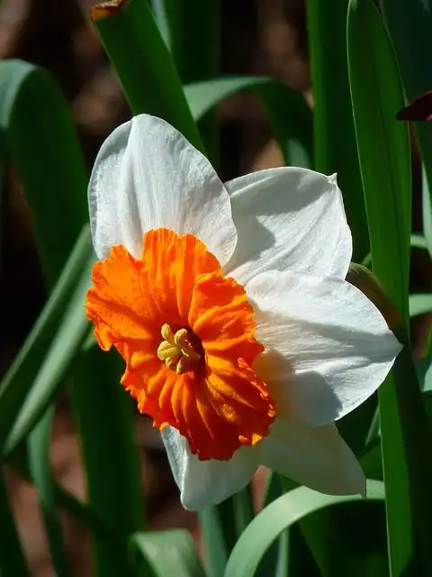 narcissus image