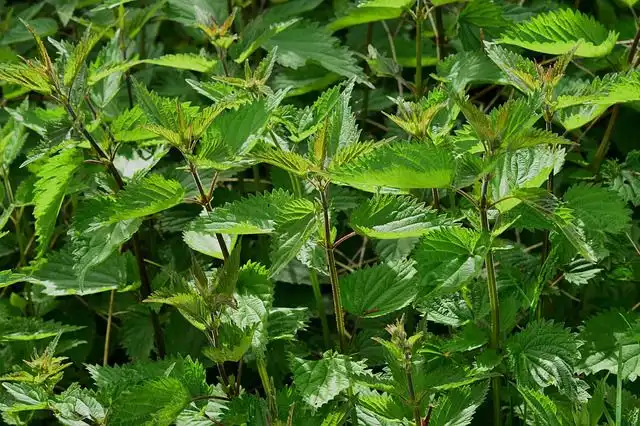 nettles image