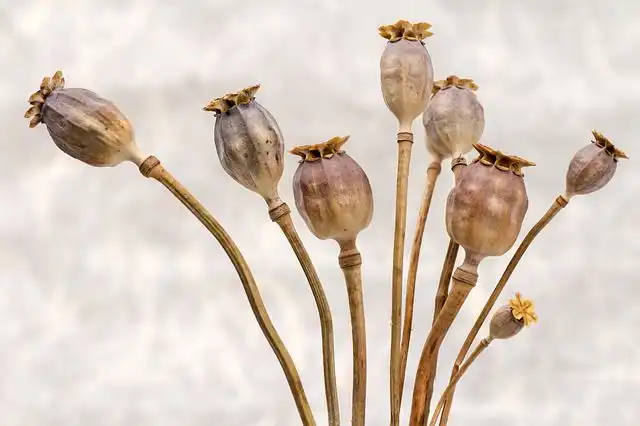 poppies image