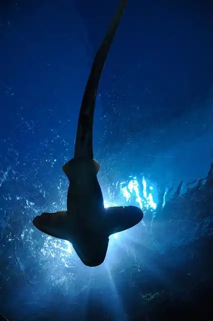 shark image