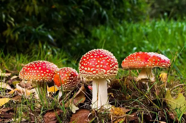 toadstool image